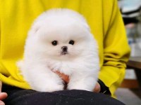 Kar Beyazı Pomeranian Yavrularımız