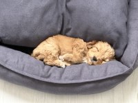 9 haftalık yavru maltipoo