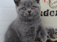 Safkan British Shorthair Gri Yavrular