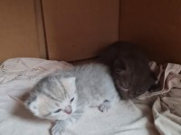 21 Nisan Doğumlu British Shorthair Yavru Kediler