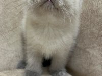 Safkan british shorthair AYI SURAT TOP KAFA bebiş