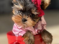 Teacup yorkshire terrier bebekler antalya