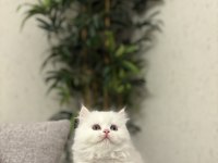 BRITISH LONGHAIR YAVRULARIM 
