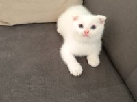 Scottish fold erkek