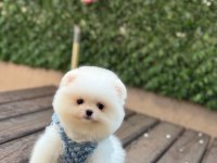Pomeranian boo prensimiz