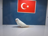 Albino muhabbet kuşu bebekler