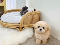 MALTİPOO YAVRULARIM