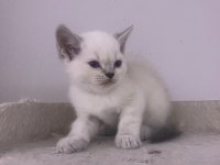 Giresunun en orijinal yavru kedileri