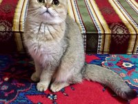 British shorthair yavrular