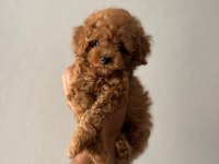 Yavru toy poodle köpeğimiz