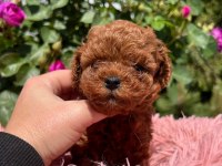 Teacup kore toy poodle yavruları 