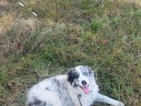 Dünyanın en zeki köpeği olan border collie