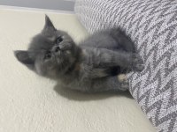 2 aylık british shorthair