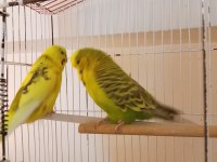 Show Jumbo Çift Muhabbet Kuşu