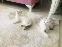 British shorthair yavrumuz sahiplendirilecek