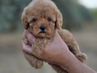 TOY POODLE YAVRULARIMIZ