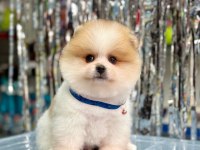 Safkan Pomeranian Boo Bebekler