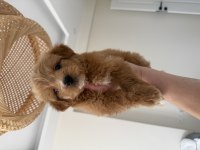 party color maltipoo