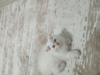 65 günlük dişi kedimiz