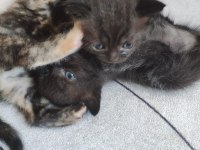 50 GÜNLÜK MELEZ YAVRU KEDİLER