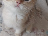 BRİTİSH SHORTHAİR GOLDEN NY12 NY11