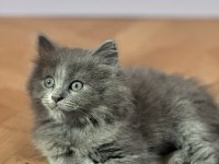 British shorthair blue