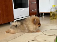 2 kız 1 erkek pomeranian portekiz lizbon berlin