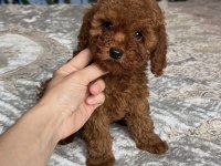 TOY POODLE YAVRULAR