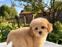 MİNİ BOY MALTİPOO OĞLUMUZ