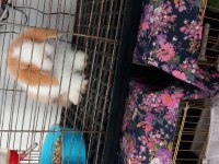 Hollanda lop tavşan