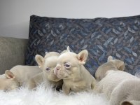 Renkli Gözlü Ev Ortamında Bakılan French Bulldog Yavrularım