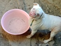 2 yaşında Pink pug erkek