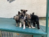barniesse golden mountain dogx husky mix