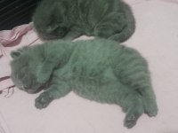 BAKMADAN GEÇMEYİN YAVRU KEDİLERE