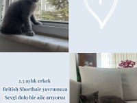 3 aylık british shorthair erkek yavrumuza yuva arıyoruz