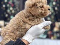 Mini Boy Maltipoo Sahibini Bekliyor