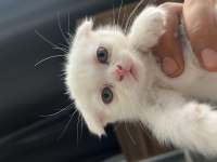British Shorthair Yavru Kediler