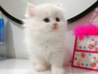 Muhteşem Chinchilla Güzellik