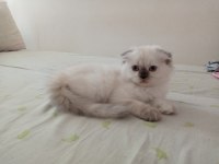 Uyguna Brittish Longhair Acil 2 Aylık Dişi
