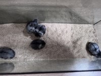 Rus cüce hamster (panda gonzales)