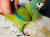 Muhteşem ton ve güzellikte cüce macaw papağanı
