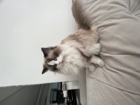 15 aylık dişi Bicolour Ragdoll