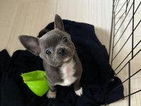 Lilac Gri Renk Erkek Chihuahua