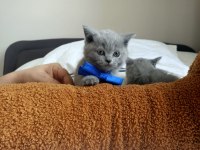 50 günlük yavru british shorthair yuvasını arıyor