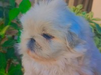 Yavru pekinez köpekler