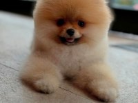 Pomeranian boo yavrular scrli safkan