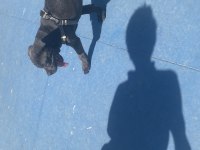 2 AYLIK CANE CORSO BLUE İÇ DIŞ PARAZİT YAPILI