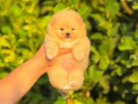 Ayıcık surat pomeranian boo