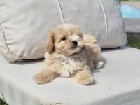 Tea Cup Maltipoo Yavrulari İstanbul