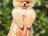 pati ver pomeranian sizler için burada